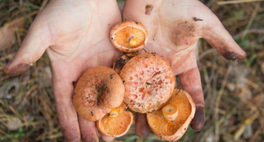 Jak si umýt ruce houbami - nejjednodušší způsoby